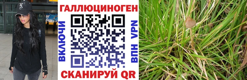 Галлюциногенные грибы Cubensis  Торопец 